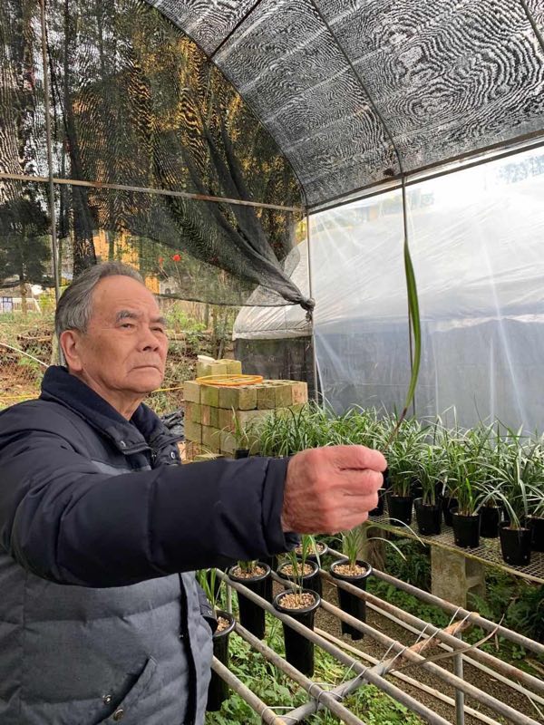 2月25日,中国寒兰研究会终身名誉会长杨际信会长胡磊副会长吴长兴众